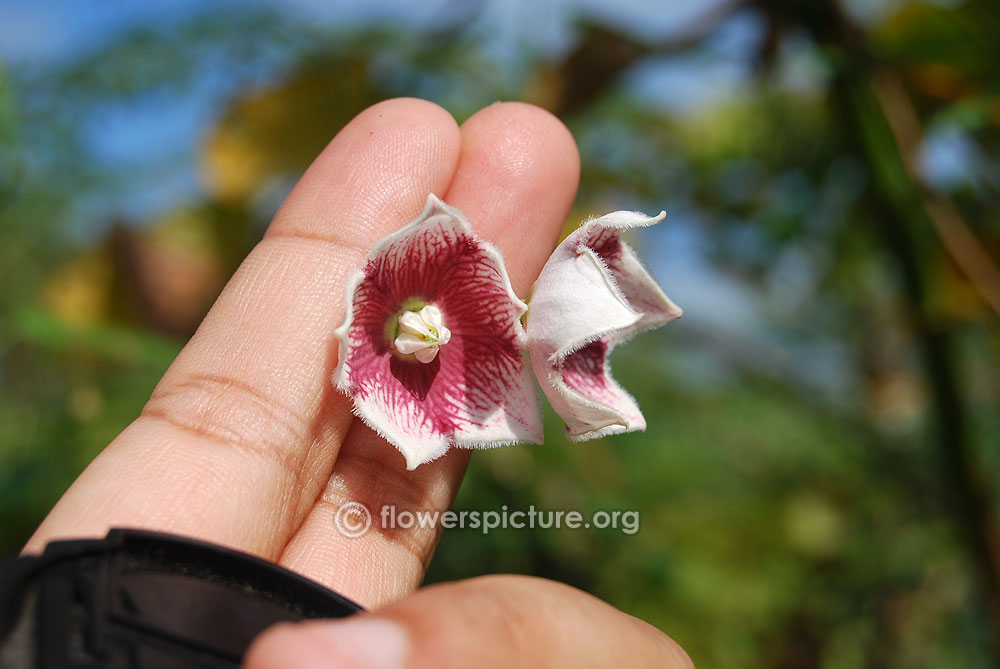 Rosy milkweed vine-White with purple veined flowers