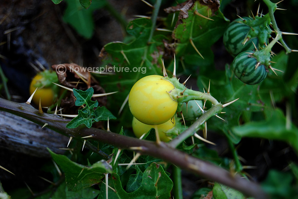 Solanum virginianum fruits