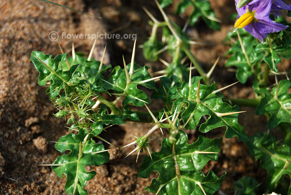 Solanum virginianum thorny pattern