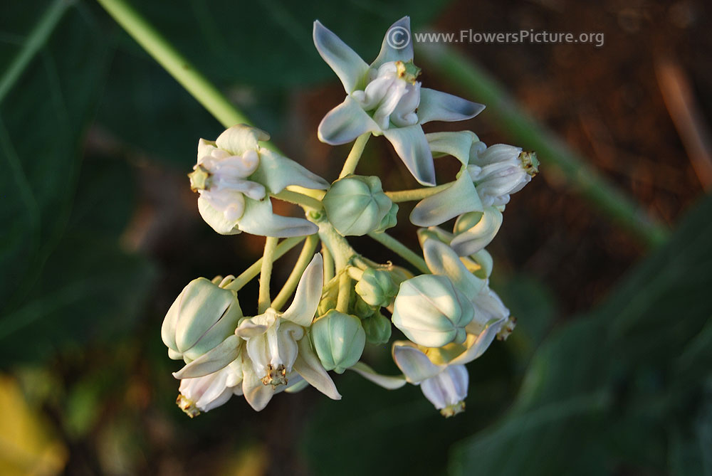 White crown flower 