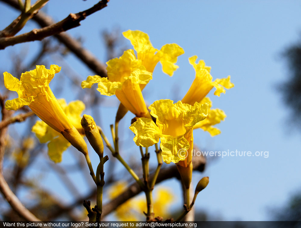 Yellow trumpet flower