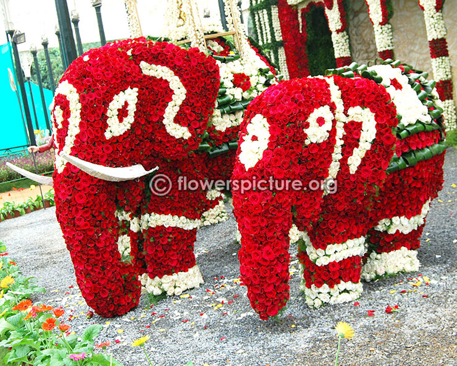 Mysore palace elephant