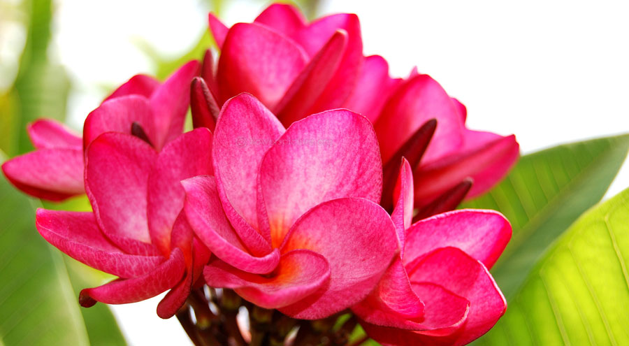 Pink frangipani picture