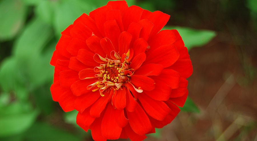 red zinnia hd picture