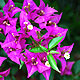 Bougainvillea flower varieties