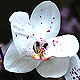 Orchid flower varieties