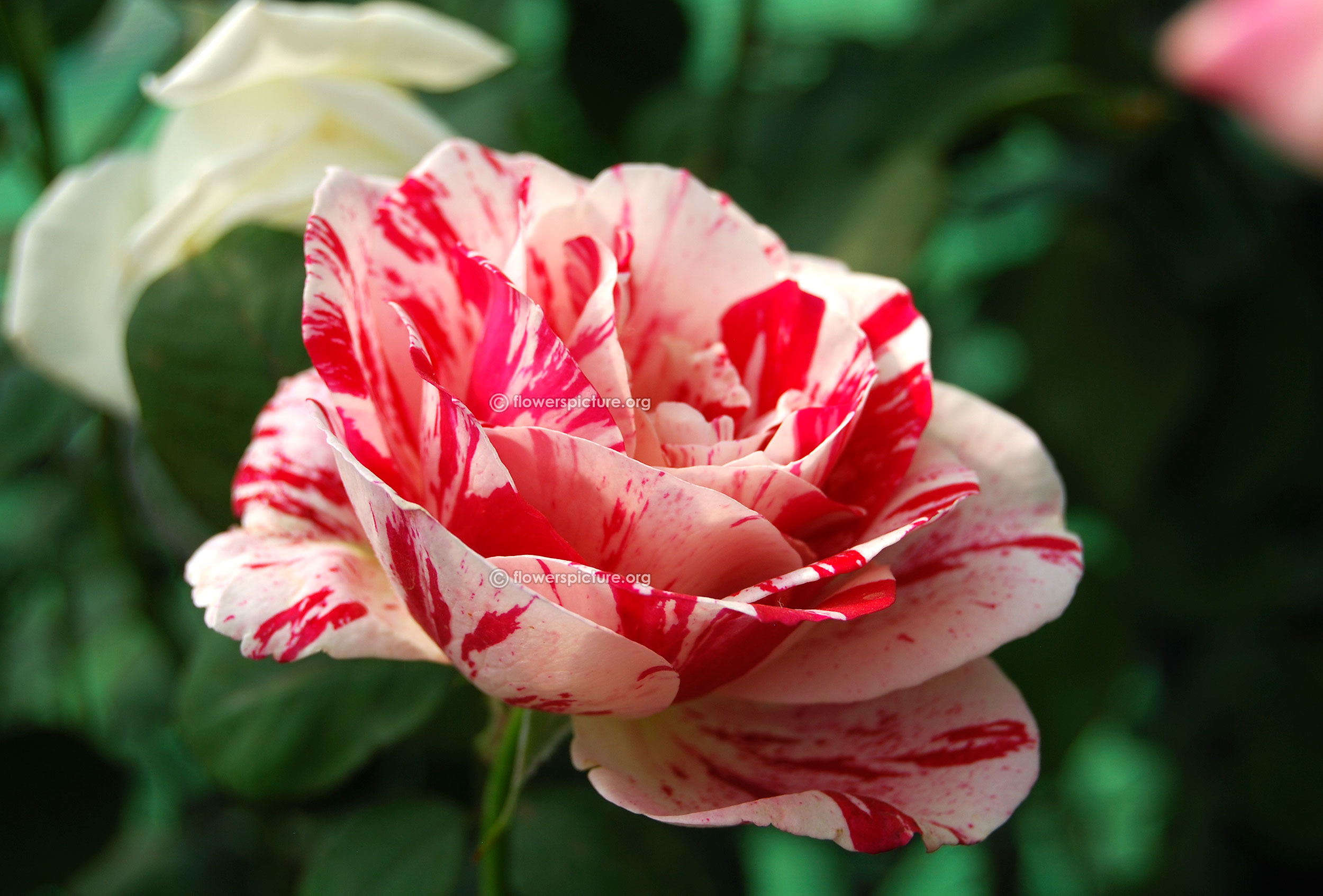 White And Red Rose Name