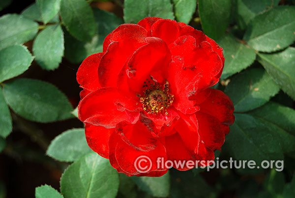 Lilli marleen rose