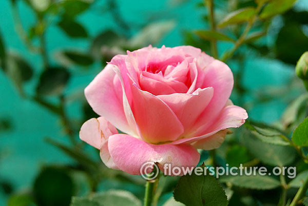 Mazurka rose