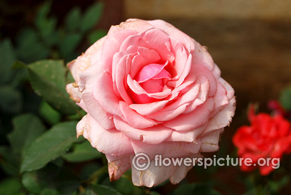 Pearly gates rose