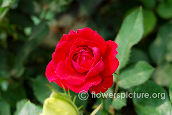 Red minimo rose
