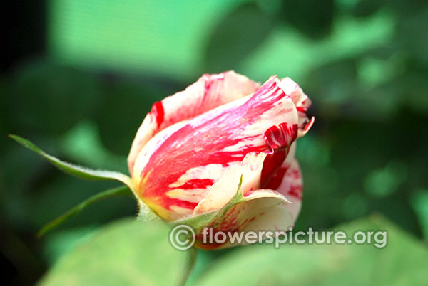 Scentimental rose bud