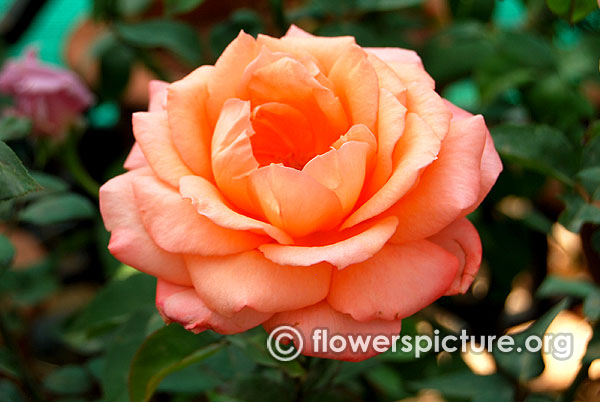Summer beauty rose