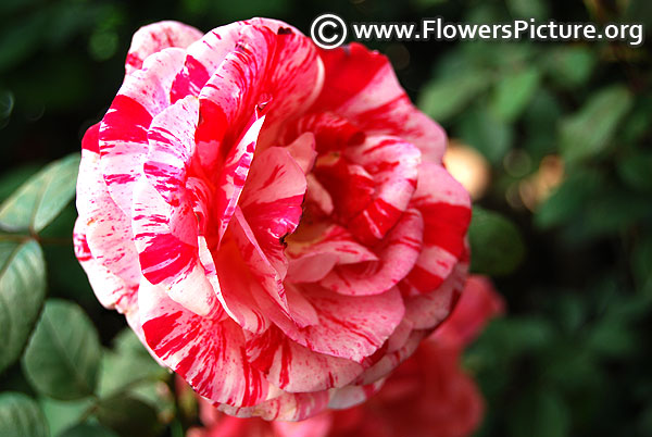 Matisse delbard floribunda rose