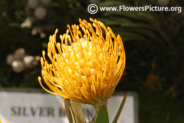 Pincushion flower protea