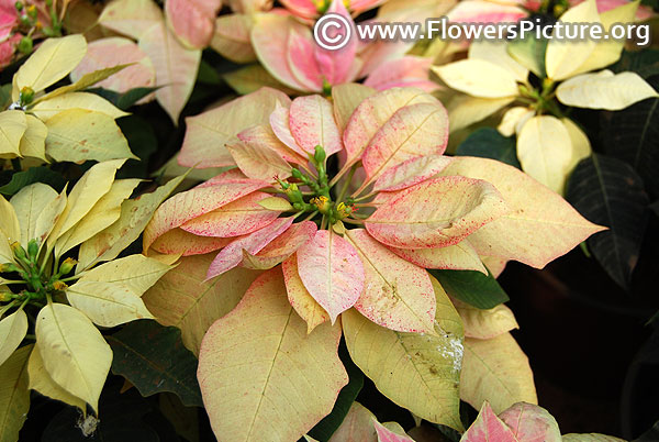 Pink and white variegated poinsettia