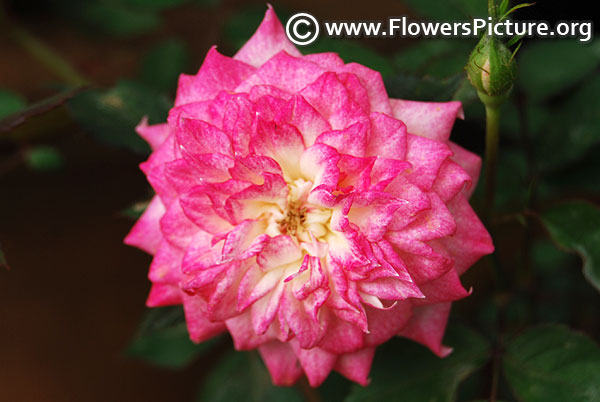 Pink white variegated miniature rose