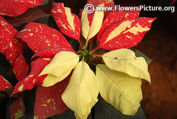 Red and white variegated poinsettia