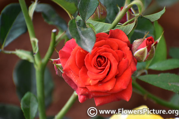 Brownish red rose