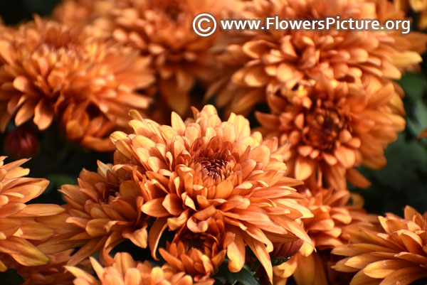 Brown chrysanthemum