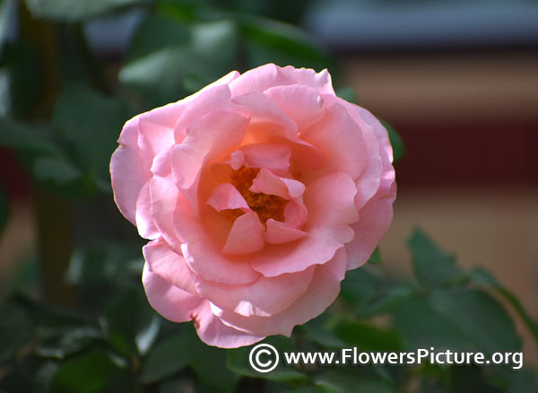 Classic pink rose