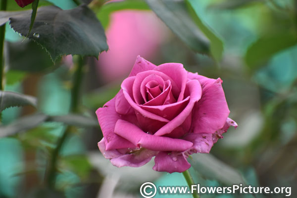 Classic purple rose