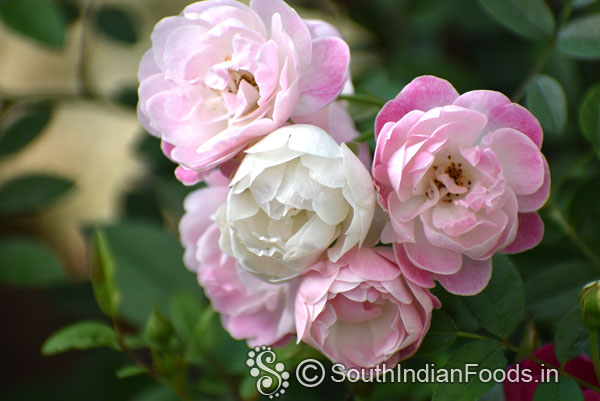 Cluster of pink rose flowers