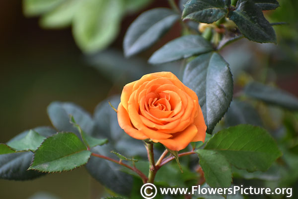 Orange miniature rose