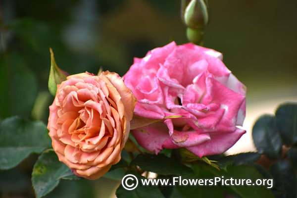 pink apricot rose