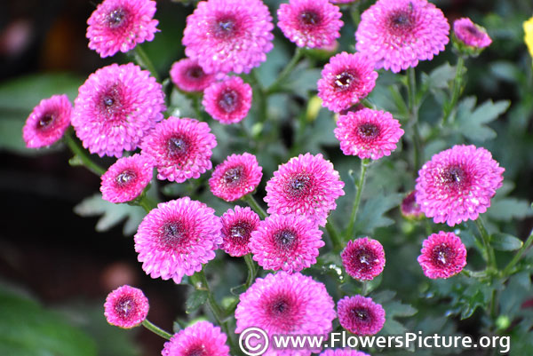 Pink button chrysanthemum
