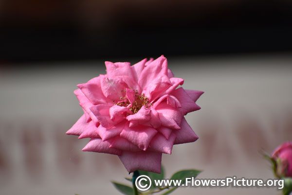 Pink miniature pot rose