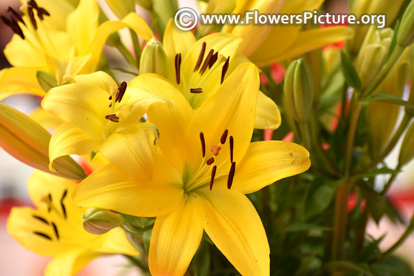 Yellow easter lily