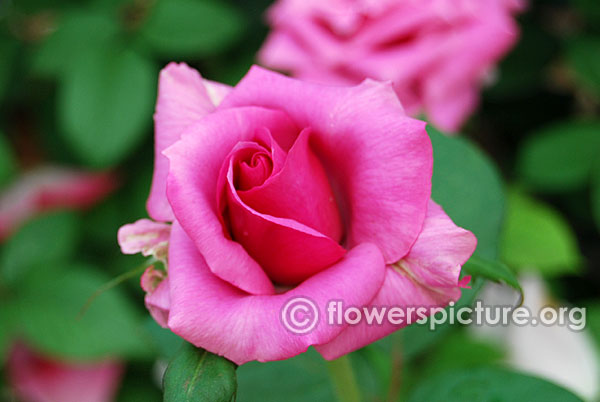 Barbra streisand rose