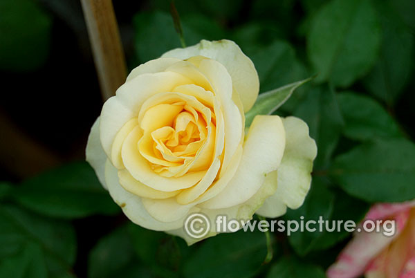 Glenfiddich rose