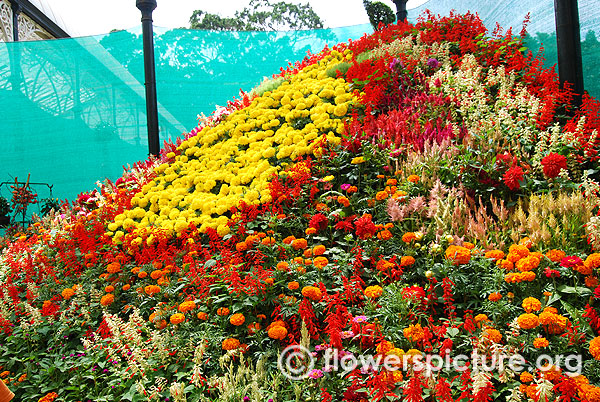 Annual flowers mountain lalbagh independence flower show august 2015