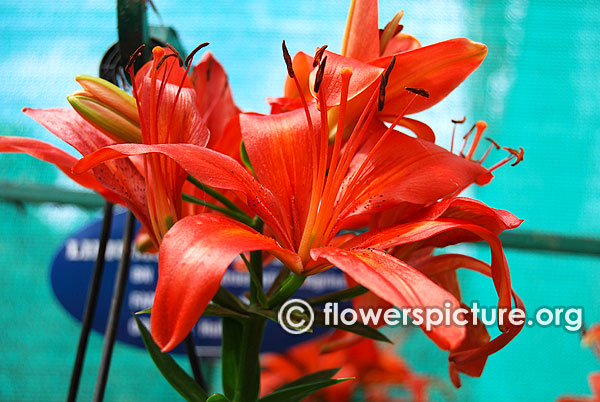 Asiatic lily flower orange