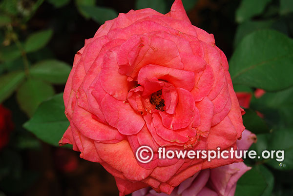 Beauty star hybrid tea rose reddish orange bangalore lalbagh august 2015