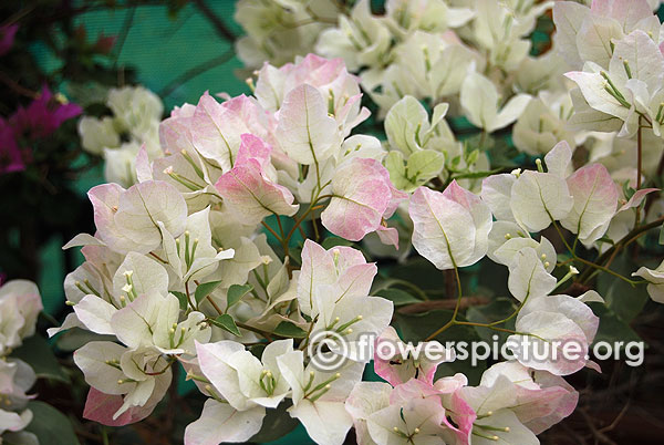 Bougainvillea white and pink variegated bangalore flower show 2015
