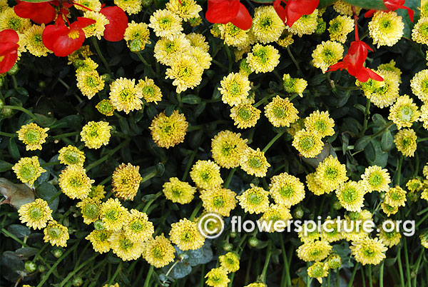 Common Name: Button chrysanthemum flower bangalore lalbagh august 2015