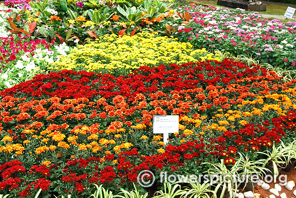 Chrysanthemum pot mum varieties lalbagh independence day flower show august 2015