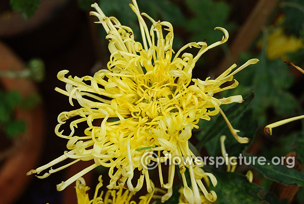 Chrysanthemum spider mum yellow lalbagh flower show independence day august 2015