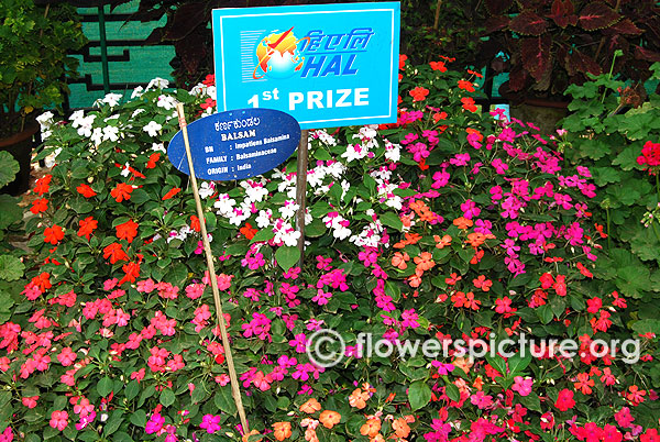Impatiens balsamina varieties lalbagh flowershow independence day 2015