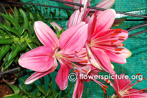 Pink lily flower