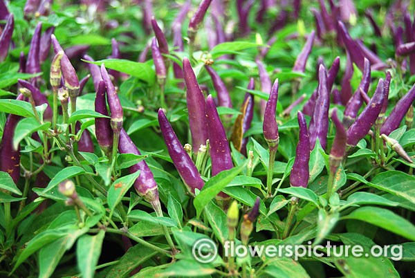 Purple chilli lalbagh independence day flower show august 2015