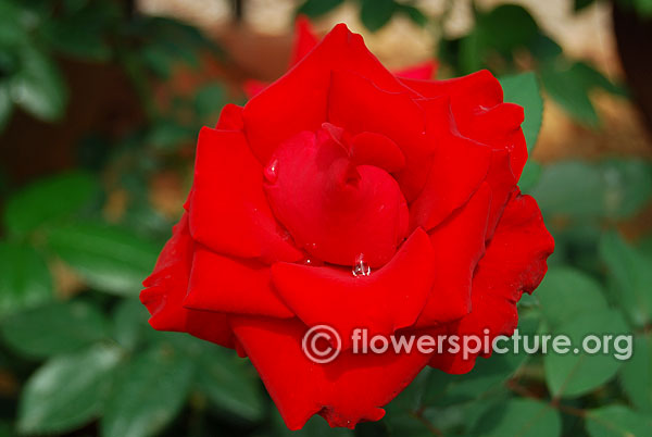Red rose bangalore lalbagh august 2015