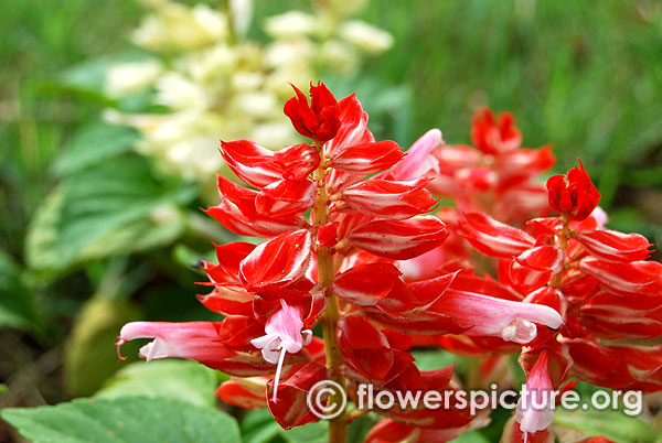 Salvia splendens sizzler red stripe lalbagh independence day flower show august 2015
