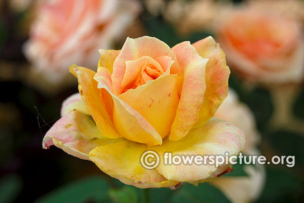 Silver jubilee rose yellow and pink rose bangalore lalbagh august 2015