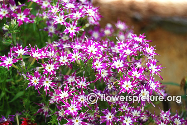 Star phlox purple white variegated flowers