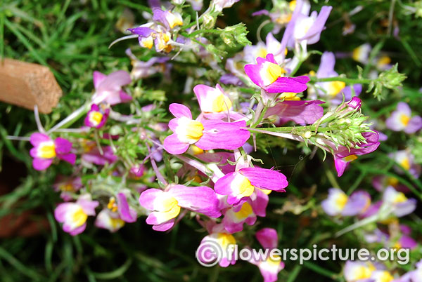 Toadflax flower linaria vulgaris lalbagh independence day flower show august 2015
