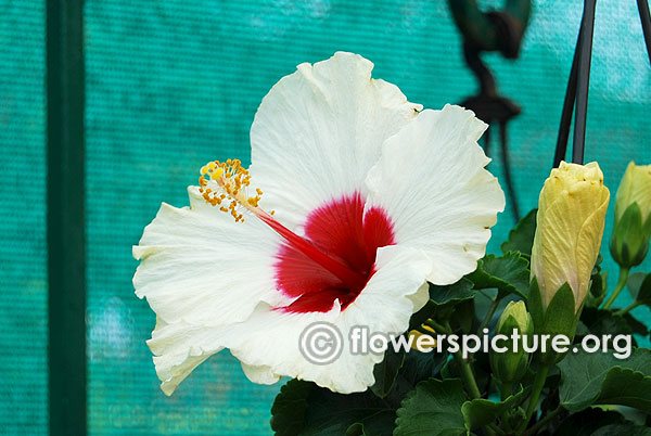 Tropical hibiscus charlies angels white with dark magenta